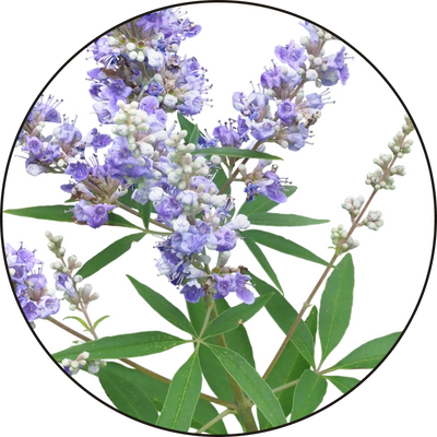 DAILY LOVE® MULTIVITAMIN 24 q4